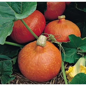 Courge potimarron bio 'red kuri'