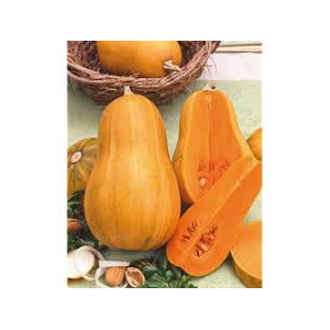Butternut bio