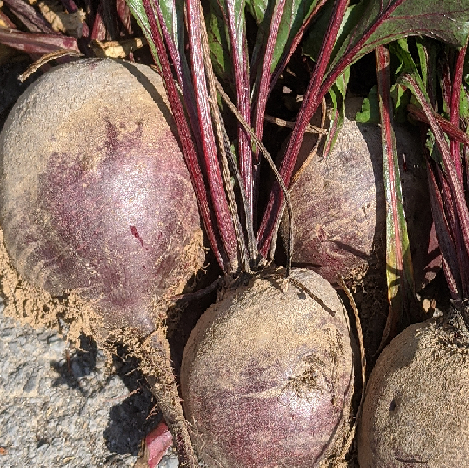 Betteraves rouges - 1 kg - Le Jardin Bio De Mathilde - Locavor.fr