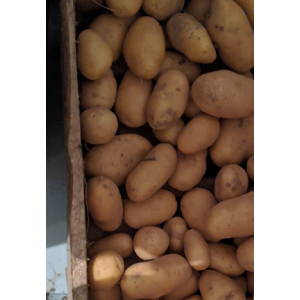 Pomme de terre