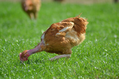 Poulet de 1.500kg à 1.800kg
