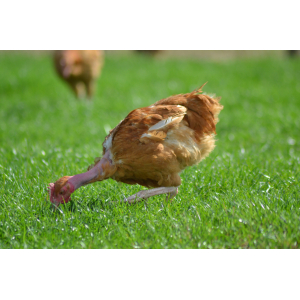 Poulet de 1.800 kg à 2.050kg