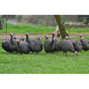 Pintade de 1.400kg à 1.700kg