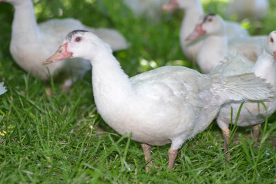 Canard découpé de 1.650kg à 1.950
