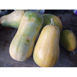 Sucrine du berry environ 1kg500 et 1kg 700