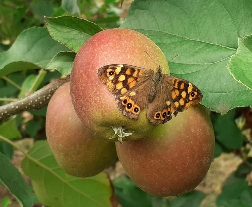 Pomme 3 formats Sas Mornas Op Orius Locavor.fr