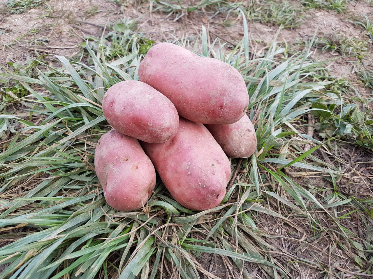Pomme de terre désirée 2 formats Le Jardin Des Illottes Locavor.fr