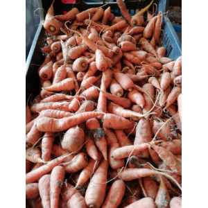 Carottes oranges 1kg