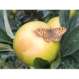 Belchard 2 ème choix