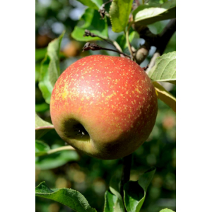 Rubinette 2 ème choix