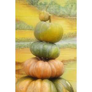 Courge en tranche ou entière