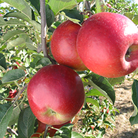 Pommes bio type bicolore - 1 kg - Clos Fougères 