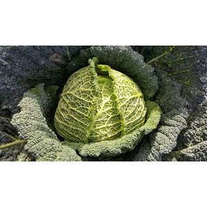 Chou vert frisé
