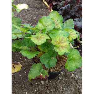 Heuchère amber wave