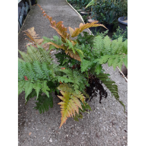 Dryopteris erythrosora