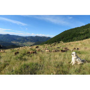 Colis demi agneau bio, abattage éthique