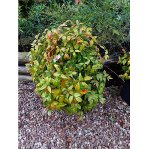 Nandina fire power/bambou sacré