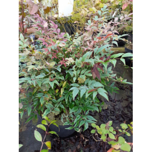 Nandina domestica obsessed