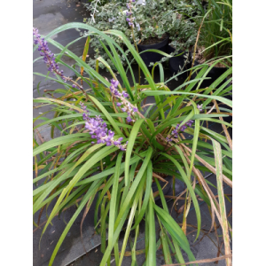 Liriope muscari en godet