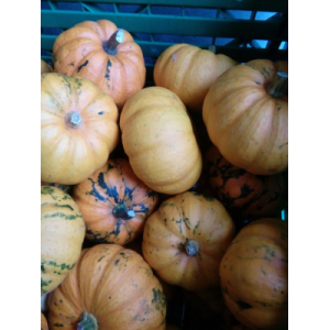 Courges jack be little bio 200gr max