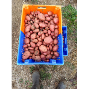 Pomme de terre désirée