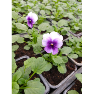 Viola violet