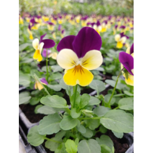 Viola tricolor