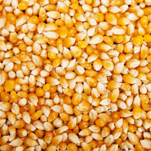 Maïs popcorn (inclus consigne)