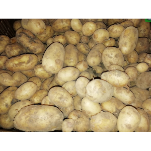 Pomme de terre agria 35/65