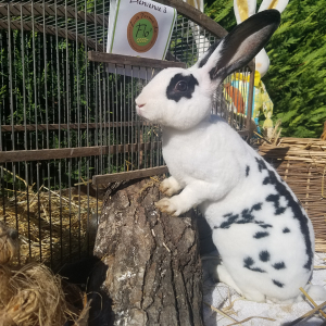 Lapin d'élevage et de compagnie