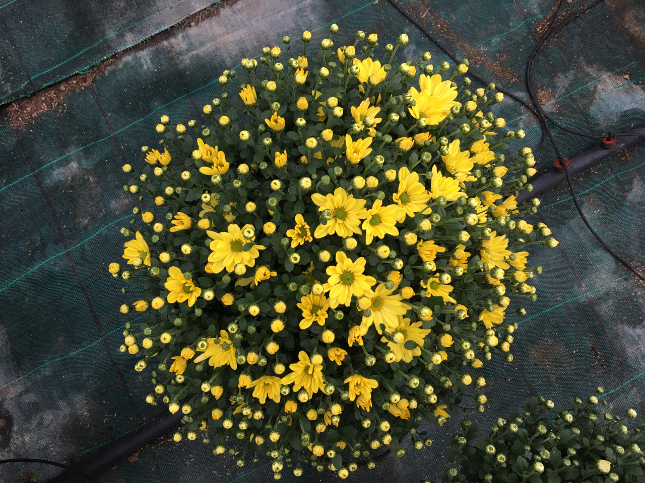 Chrysanthème petite fleur jaune - 1 u - Fleurs D'osserain - Locavor.fr