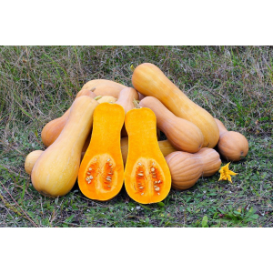 Courges bio 'butternut'