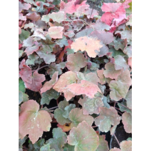 Heuchera