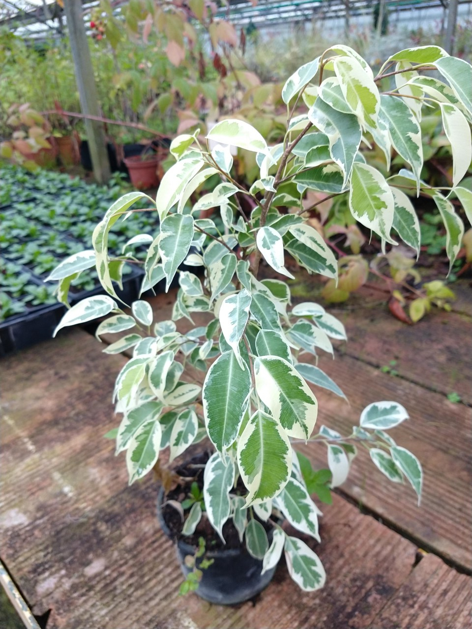 Ficus benjamina - 1 u - Centre Armançon 