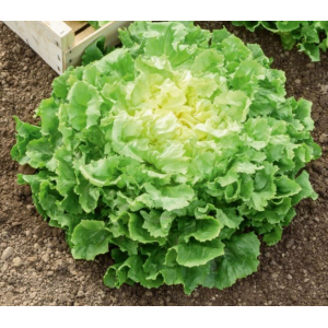 Chicorée scarole (grosse)