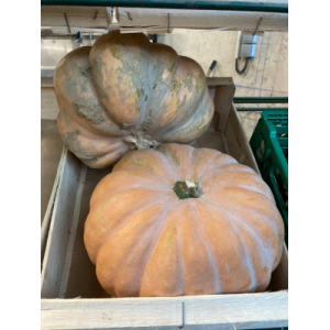 Citrouille musquée de provence