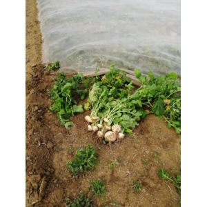 'boulette de bussy' 1,5kg