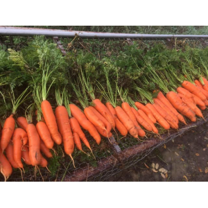 Carottes plein champ bio