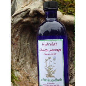 Hydrolat de carotte sauvage