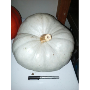 Courge bleue de hongrie bio