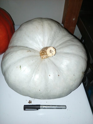 Courge bleue de hongrie bio entière