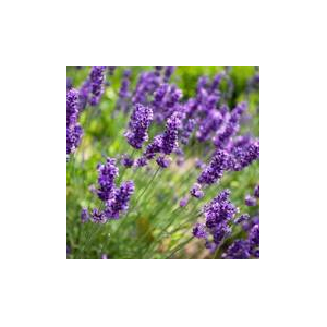 Stick inhalateur sommeil + recharge