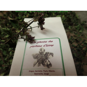 Les plantes des parfums d'hiver