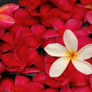 Bougie parfumée frangipanier