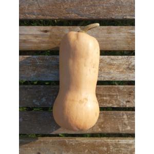 Butternut