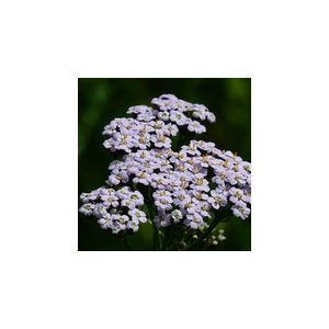 Eau florale d'achillée