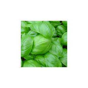 Eau florale de basilic