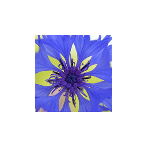 Eau florale de bleuet