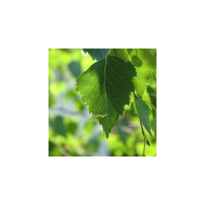 Eau florale de bouleau