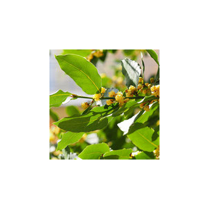 Eau florale de laurier